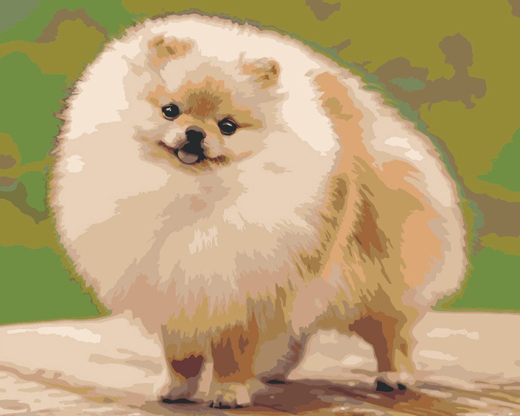 Картина по номерам «Собаки: Шпиц пушистый щенок 40х50»