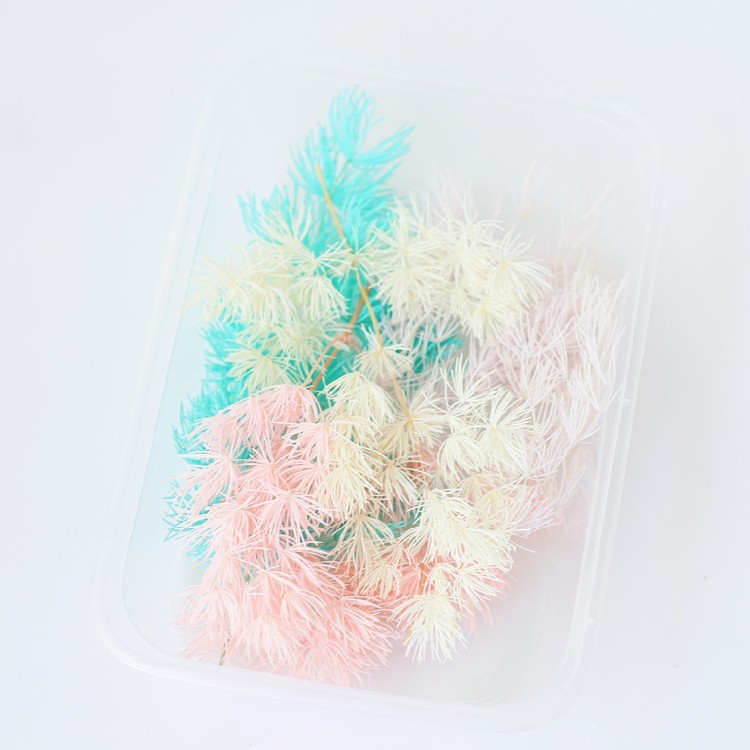 Сухоцветы Аспарагус, 1 упаковка — картинка 5