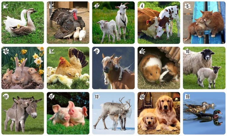 Ми-Ми-Мемо «Домашние животные» — картинка 4