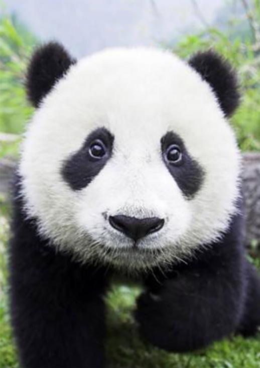 Алмазная вышивка «Любопытная панда»