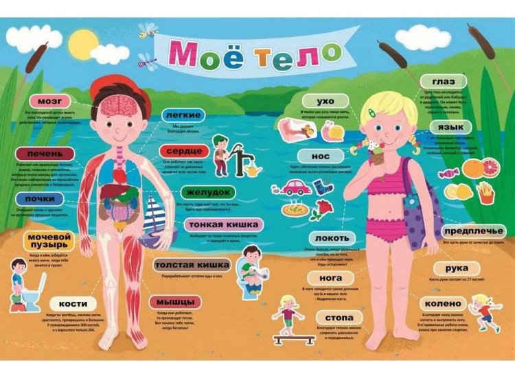 Пазлы «Мое тело»