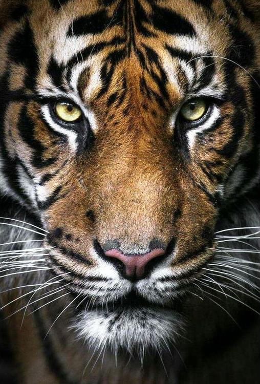 Алмазная вышивка «Вождь тигров»