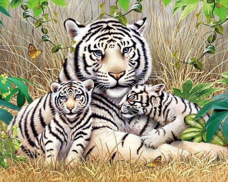 Алмазная вышивка «Белые тигры» — картинка 2