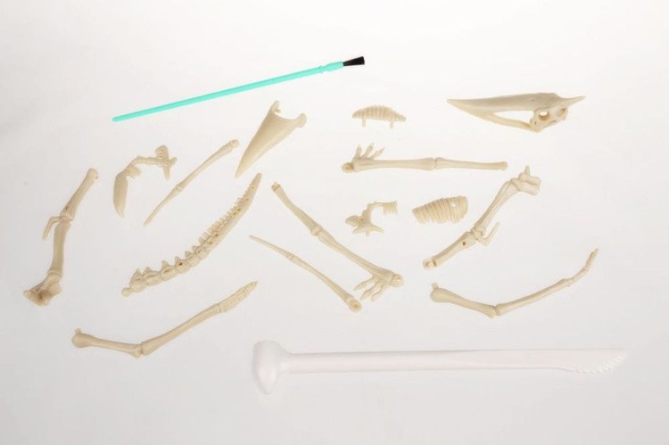 Набор юного археолога «Скелет Птерозавра» — картинка 4