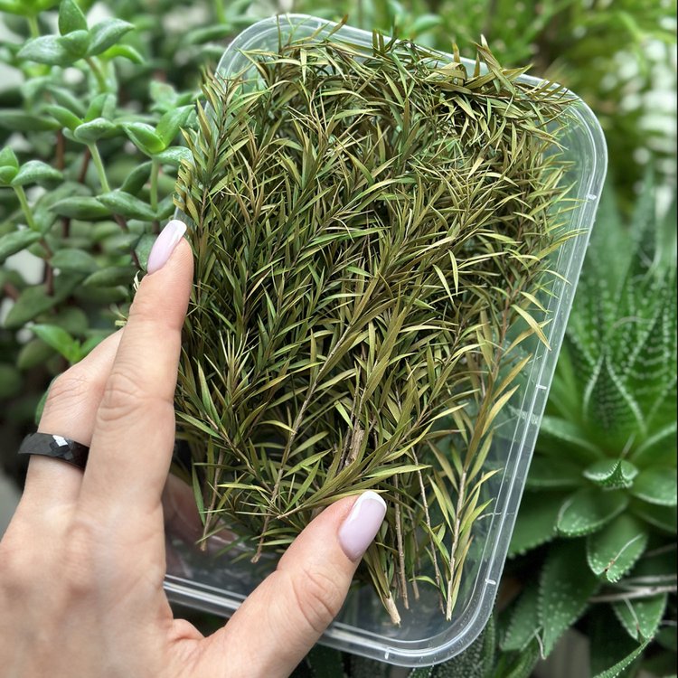 Сухоцветы листья Чайного дерева, 1 упаковка — картинка 3