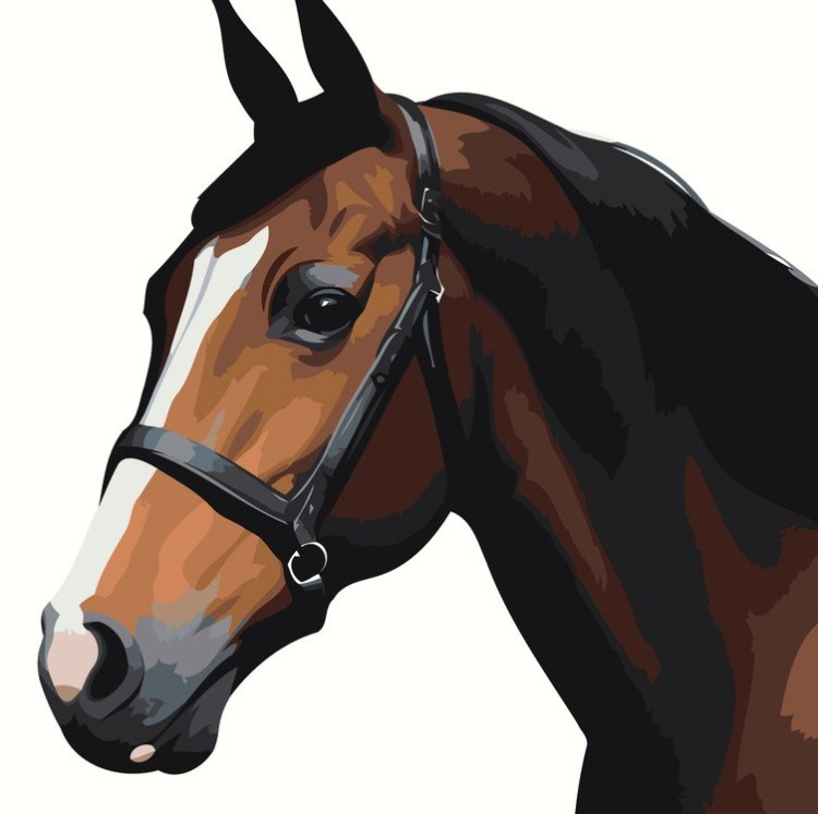 Картина по номерам «Благородная лошадь»
