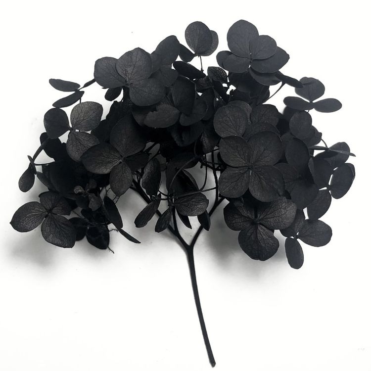 Стабилизированные цветы Гортензии (черные) — картинка 2