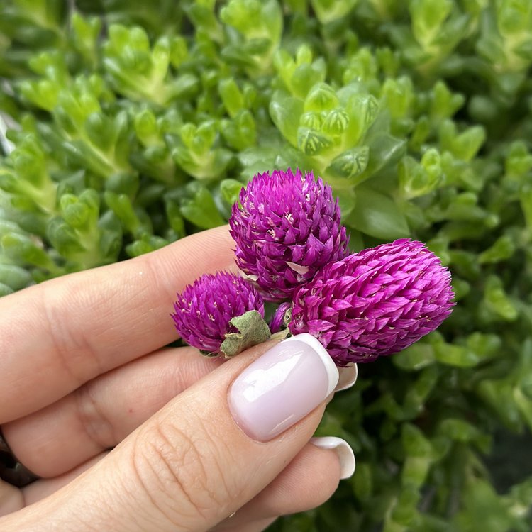 Сухоцветы цветы Гомфрены, 1 упаковка — картинка 3