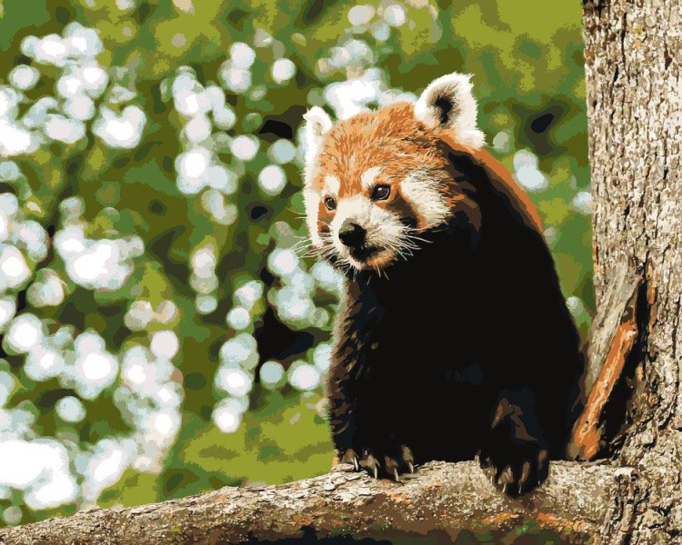 Картина по номерам «Любопытная панда»