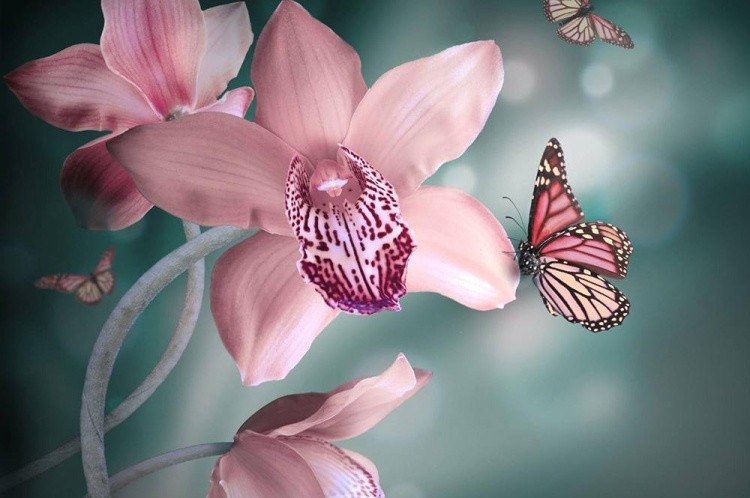 Алмазная вышивка «Орхидеи и бабочки»