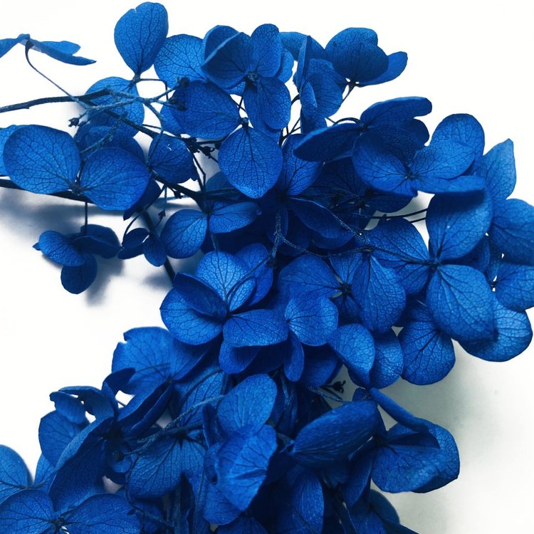Стабилизированные цветы Гортензии (синие) — картинка 3