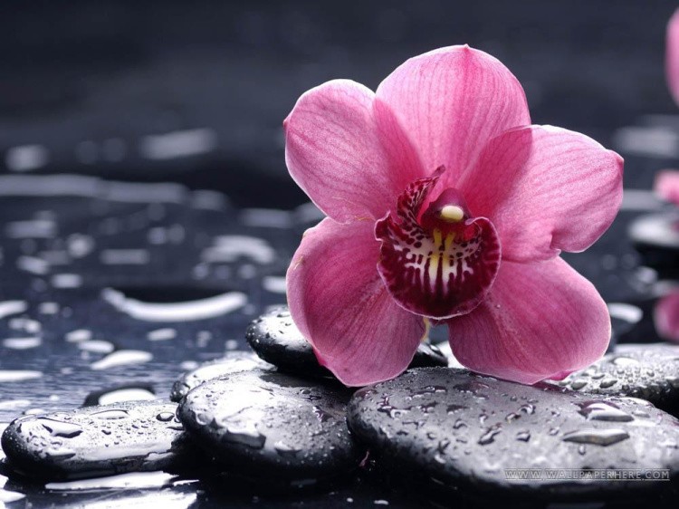 Алмазная вышивка «Орхидея Ванда»