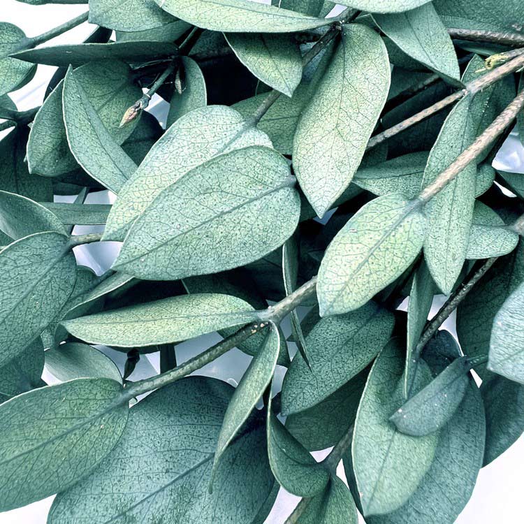 Сухоцветы Эвкалипта, 1 упаковка — картинка 2