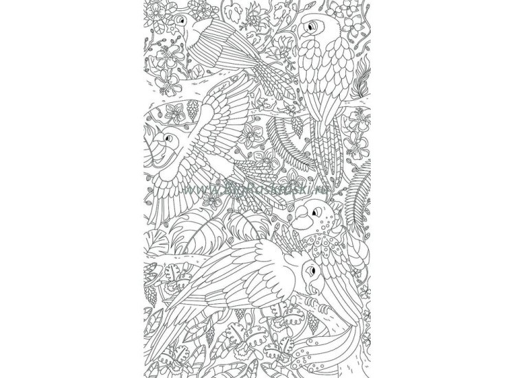 Плакат-раскраска «Попугаи» — картинка 2