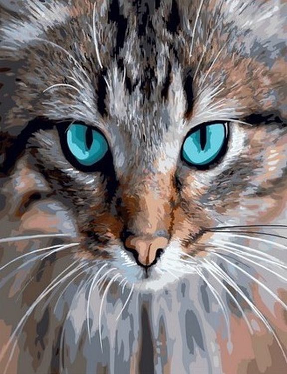 Картина по номерам «Кот с бирюзовыми глазами»