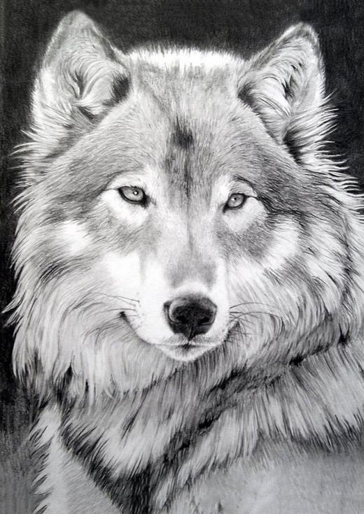 Алмазная вышивка «Серый волк»