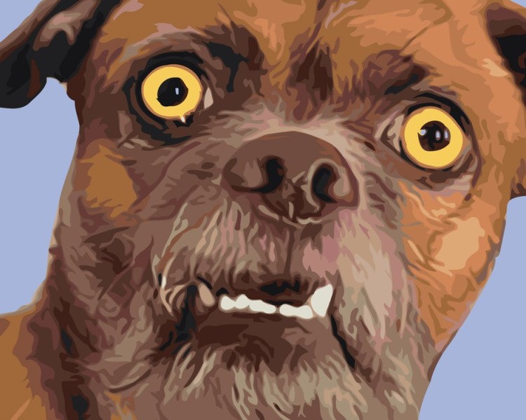 Картина по номерам «Смешная собака»