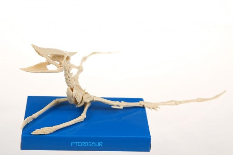 Набор юного археолога «Скелет Птерозавра» — картинка 3