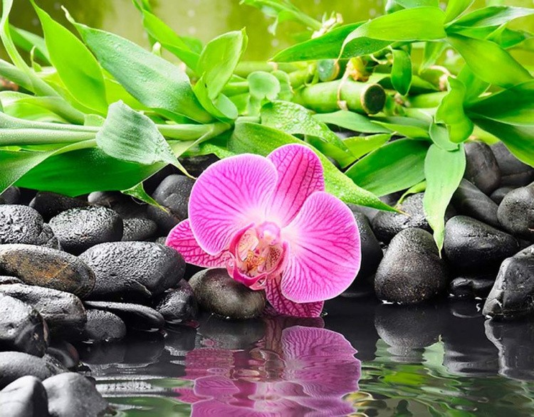 Алмазная вышивка «Орхидея на черных камнях»