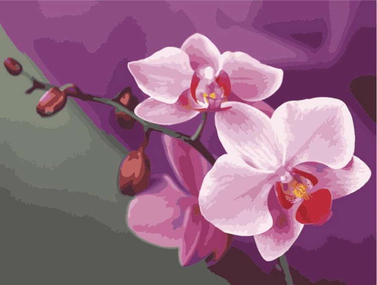 Картина по номерам «Розовые орхидеи»