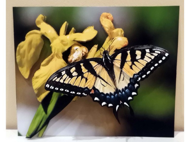 Папертоль «Парусник главк» — картинка 3