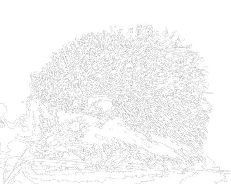 Картина по номерам «Ежик» — картинка 3