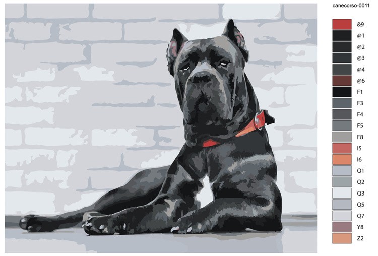 Картина по номерам «Собака Кане корсо черная в ошейнике 40x50» — картинка 2