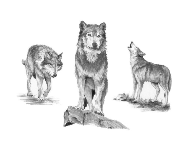 Набор для скетчинга «Волки»