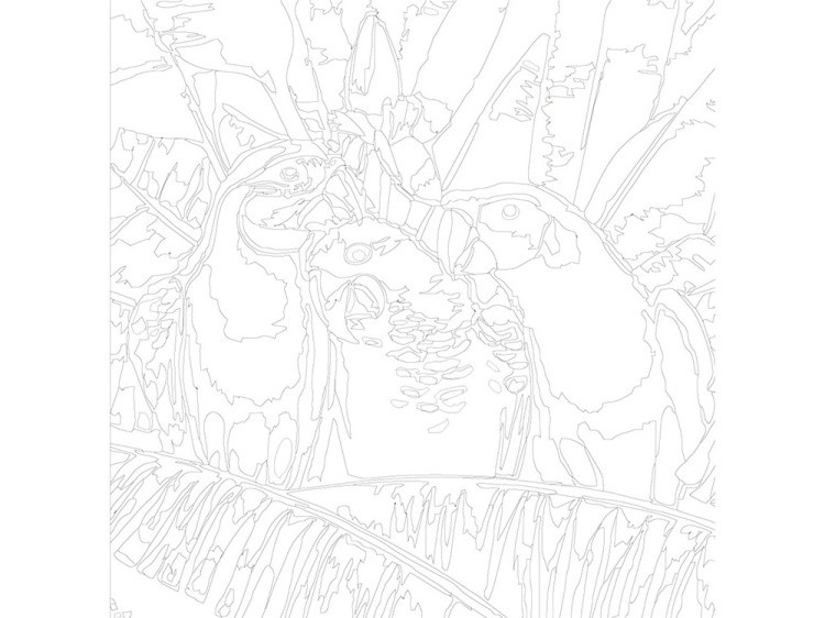 Картина по номерам «Семейка попугаев» — картинка 3