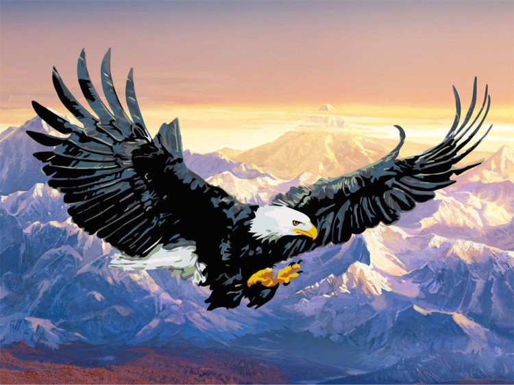 Картина по номерам «Белоголовый орлан»