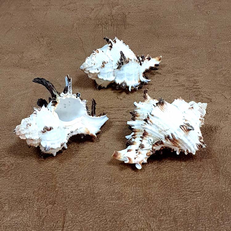 Ракушка морская Мурекс, 1 шт. — картинка 2