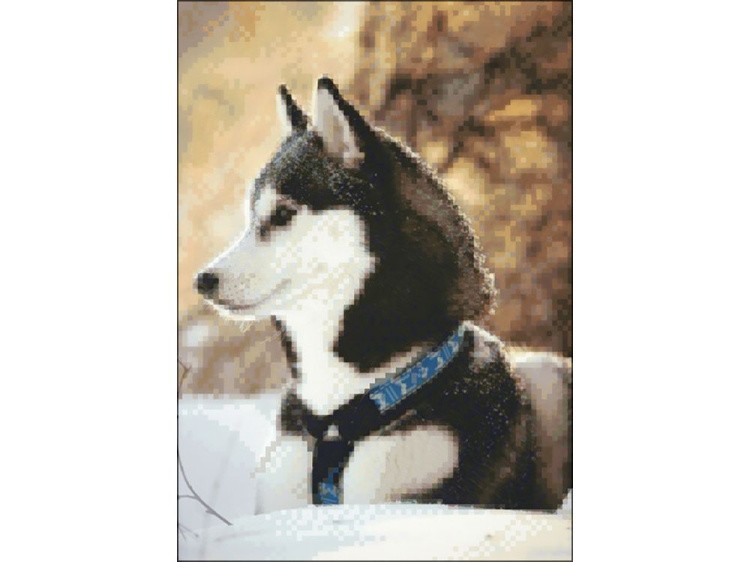Алмазная вышивка «Хаски» — картинка 2
