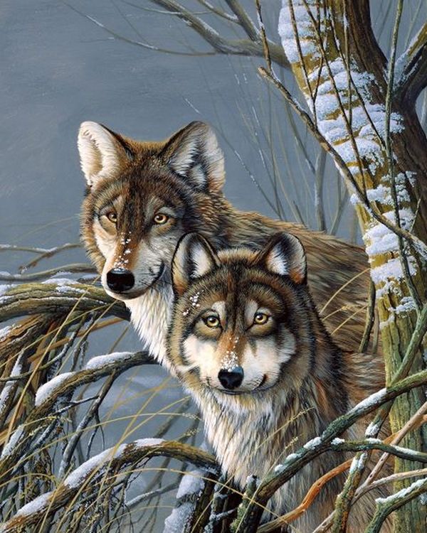 Картина по номерам «Серые волки»
