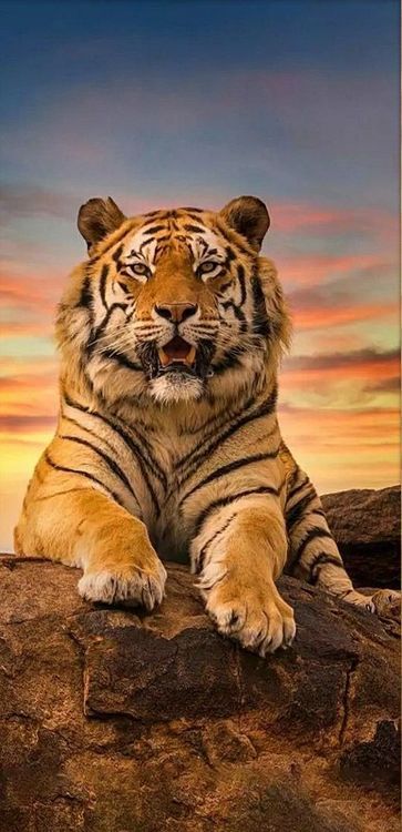 Алмазная вышивка «Довольный тигр»